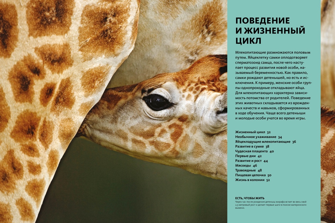 Тайны животных. Большая иллюстраированная энциклопедия, Отрывок из книги