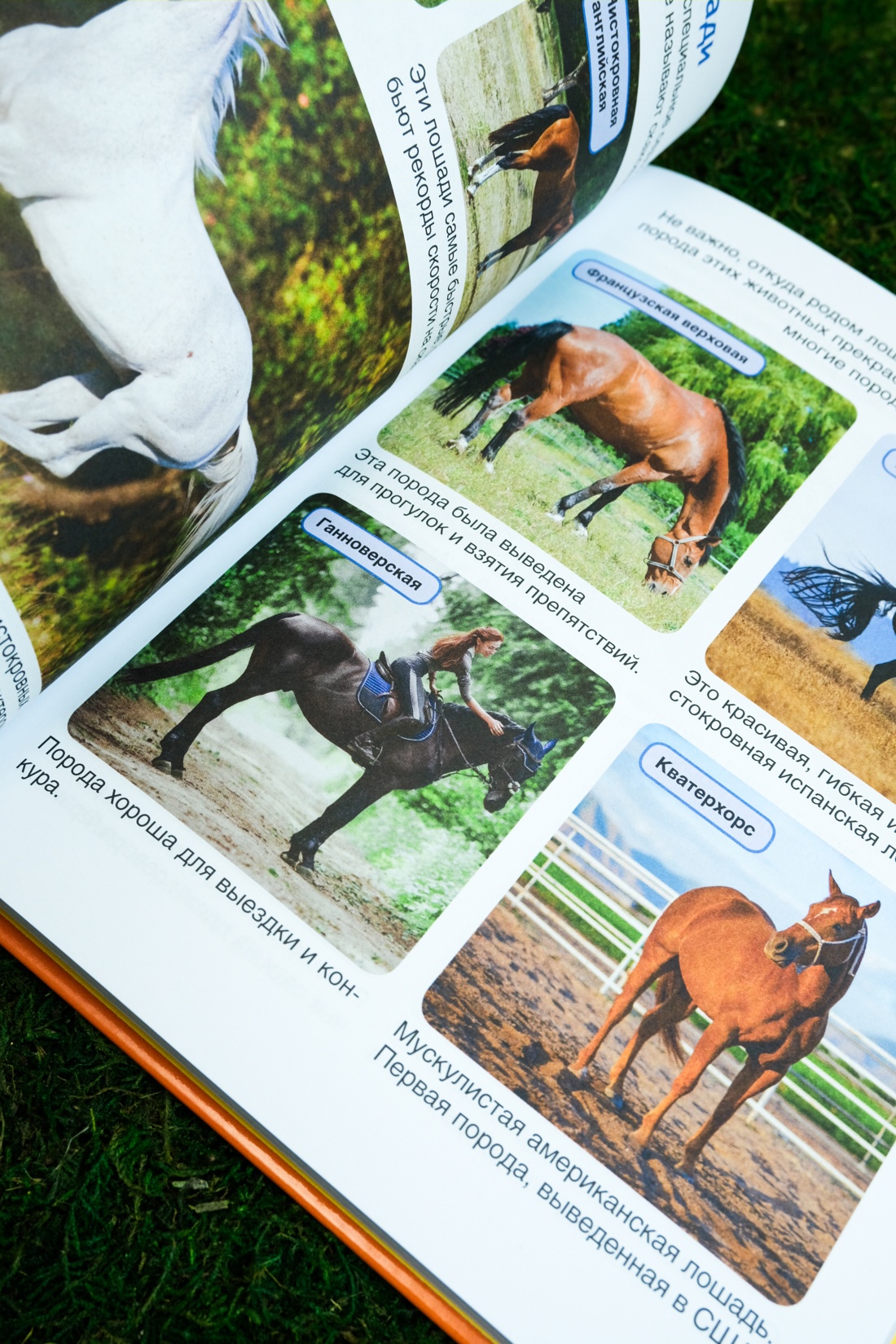 Лошади, Отрывок из книги