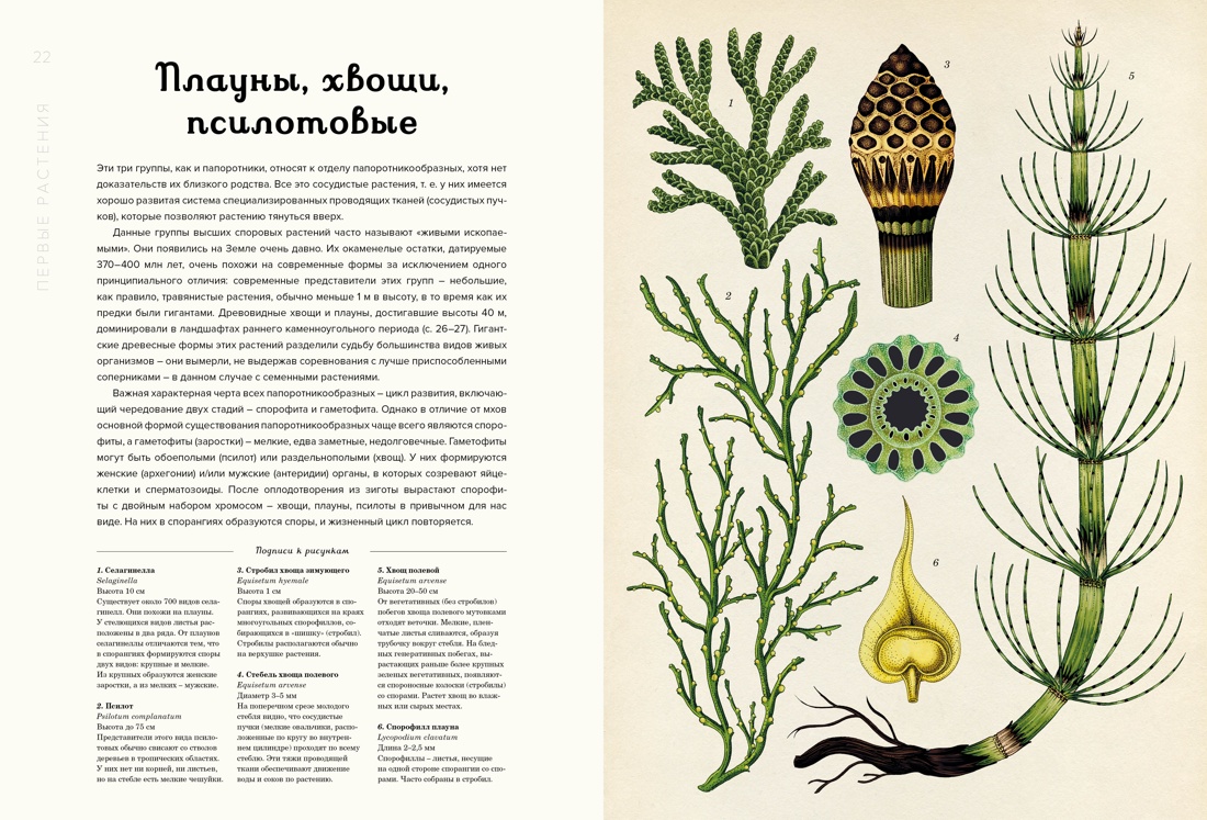Ботаникум, Отрывок из книги
