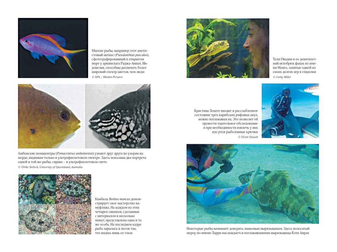 Книги о рыбках – познавательная литература для начинающих