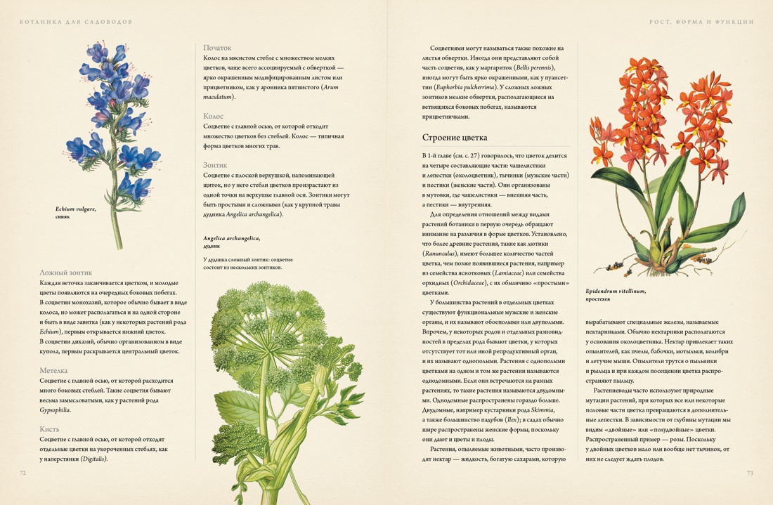Ботаника для садоводов, Отрывок из книги