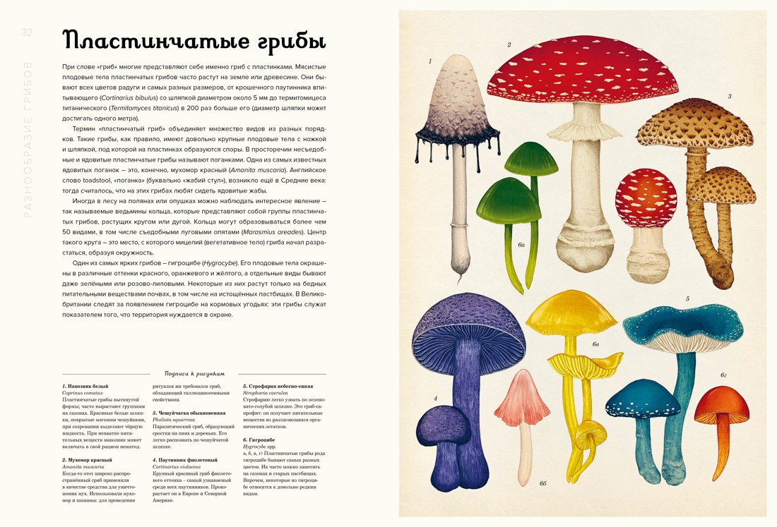 Грибариум, Отрывок из книги
