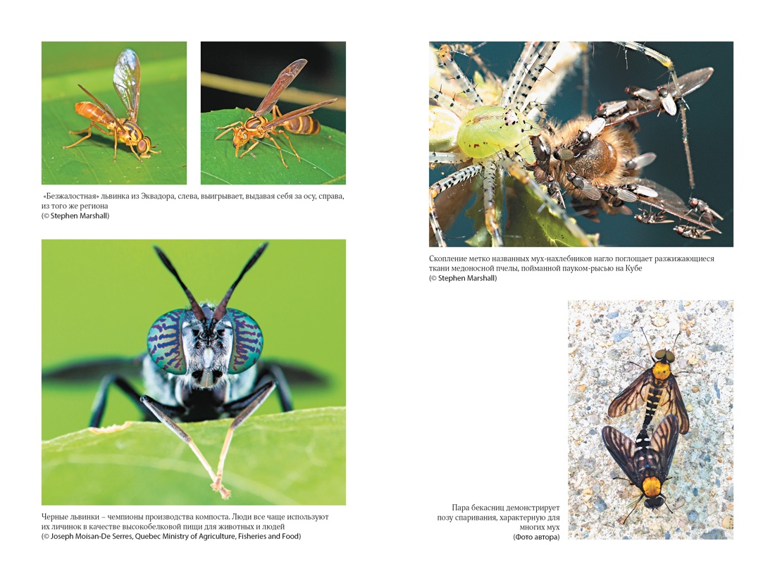 Супермухи. Удивительные истории из жизни самых успешных в мире насекомых, Отрывок из книги