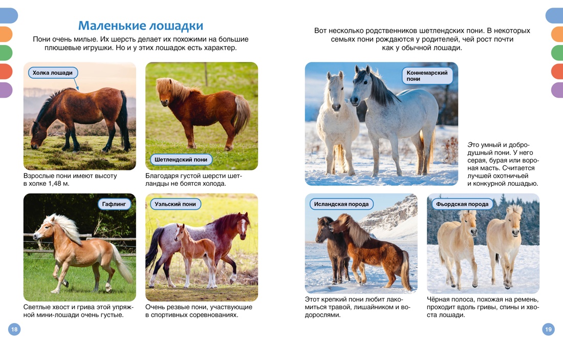 Лошади, Отрывок из книги