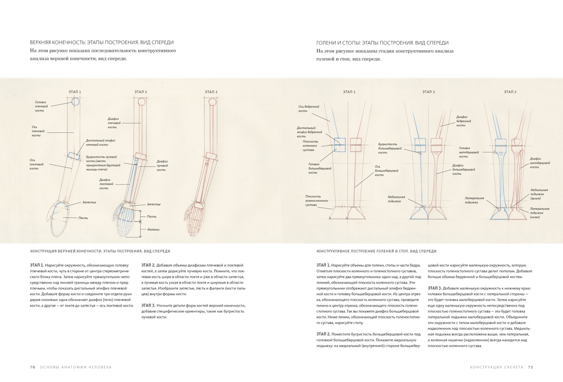 Основы анатомии человека. Наглядное руководство для художников, Роберто Ости