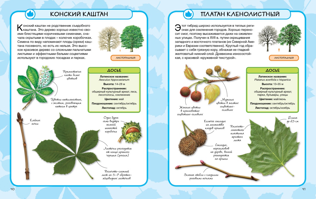 Энциклопедия деревьев россии с фото и описанием