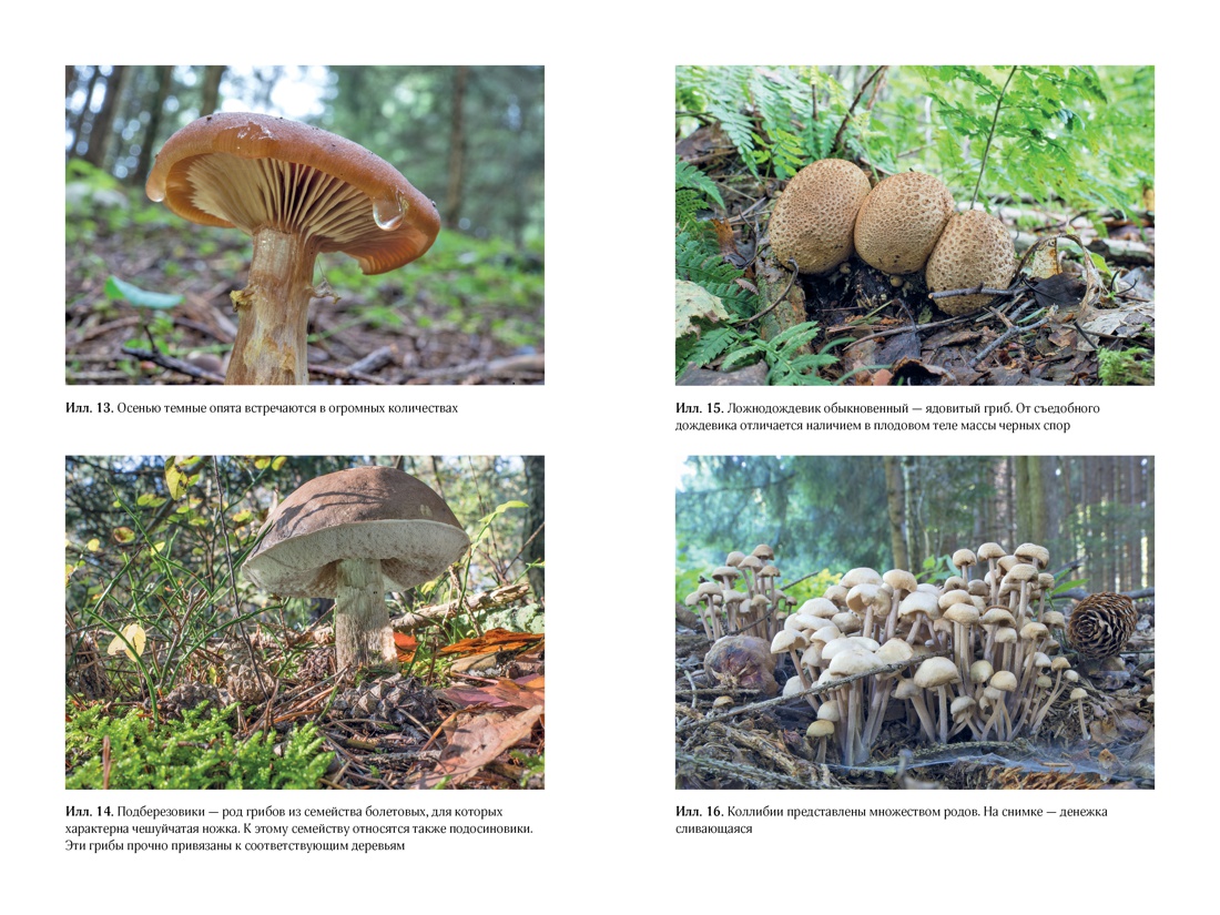 Таинственная жизнь грибов. Удивительные чудеса скрытого от глаз мира, Отрывок из книги