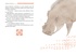 Ванини - королева львов. Комплект из 4-х книг, Отрывок из книги