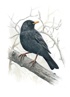Птицы: Крылатые чудеса природы, Ульрих Шмид