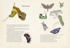 Загадочный мир бабочек, Отрывок из книги