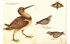 Иллюстрированная история орнитологии, Отрывок из книги
