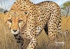 Животные Африки в натуральную величину, Отрывок из книги
