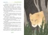 Ванини - королева львов. Комплект из 4-х книг, Отрывок из книги