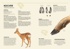 Лесные животные в натуральную величину, Отрывок из книги