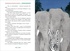 Ванини - королева львов. Комплект из 4-х книг, Отрывок из книги