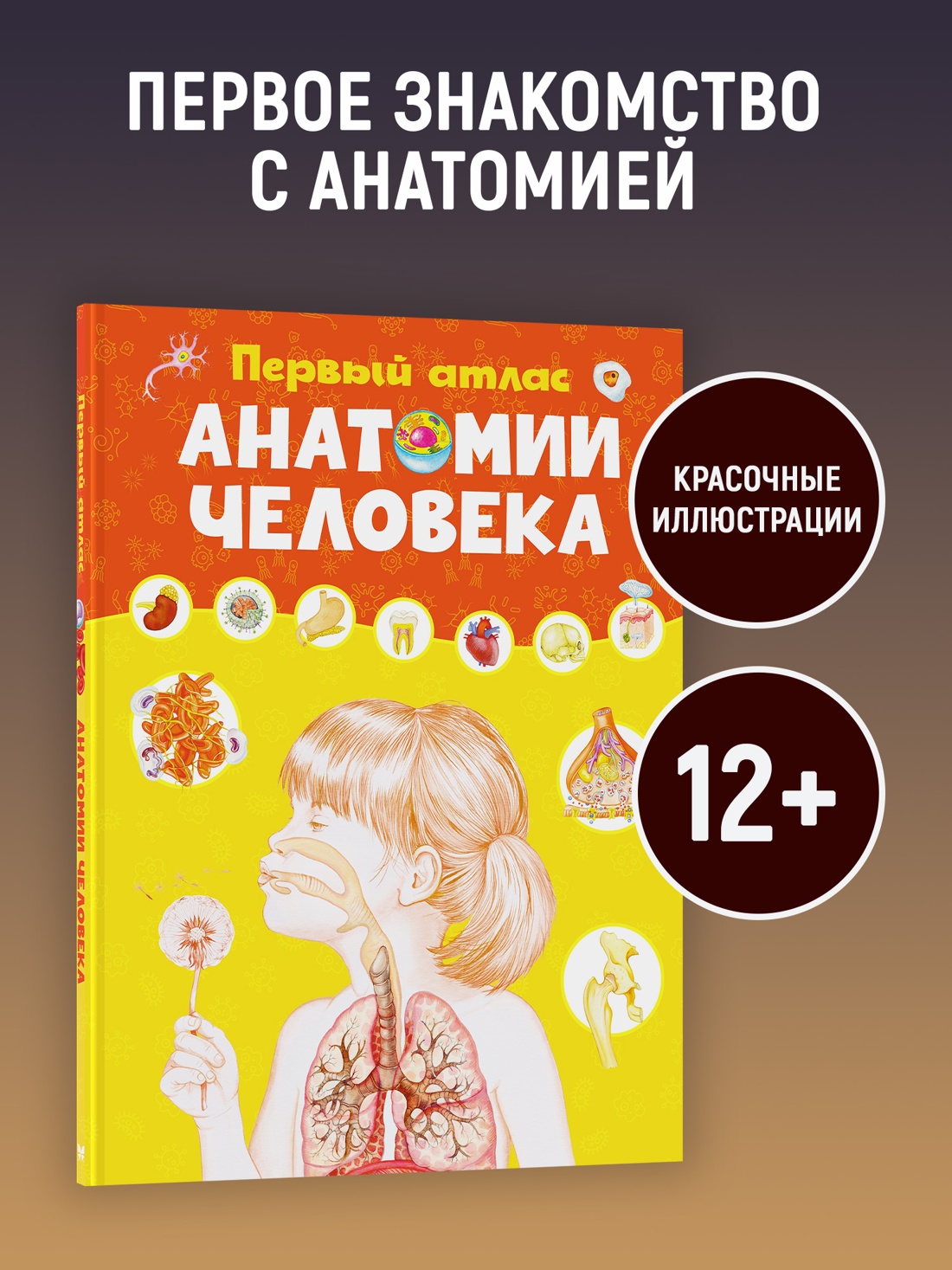 Промо материал к книге "Первый атлас анатомии человека" №0