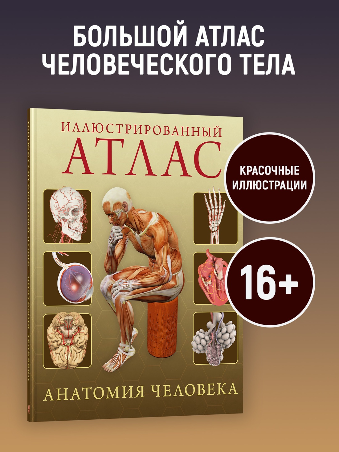 Промо материал к книге "Иллюстрированный атлас. Анатомия человека" №0