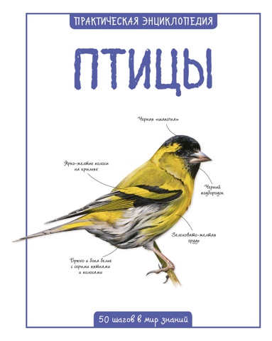 ptitsy-qe9p