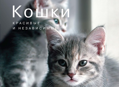koshki-krasivye-i-nezavisimye-72ag