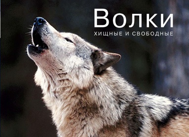 volki-khishchnye-i-svobodnye-krva