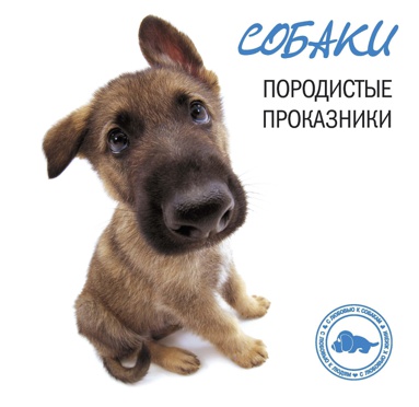 sobaki-porodistye-prokazniki-rroe