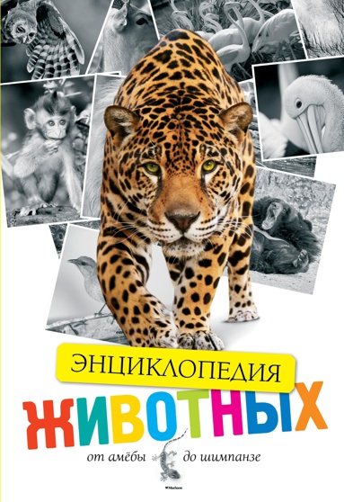 zhivotnye-ot-amyeby-do-shimpanze-suwb