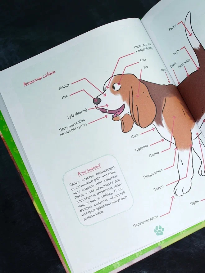 Промо материал к книге "Я и моя собака. Как понять питомца и стать ему другом" №7
