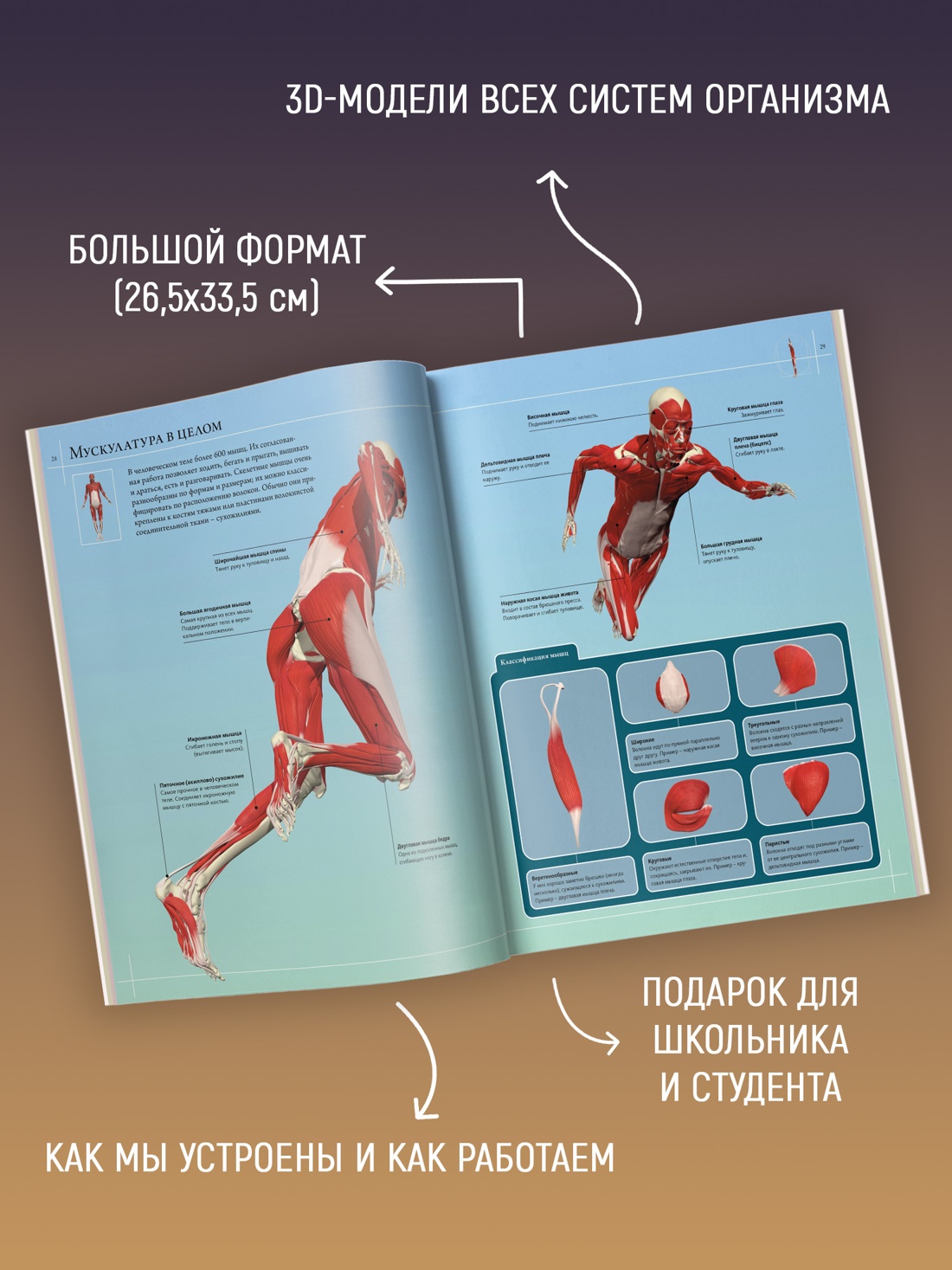 Промо материал к книге "Иллюстрированный атлас. Анатомия человека" №1