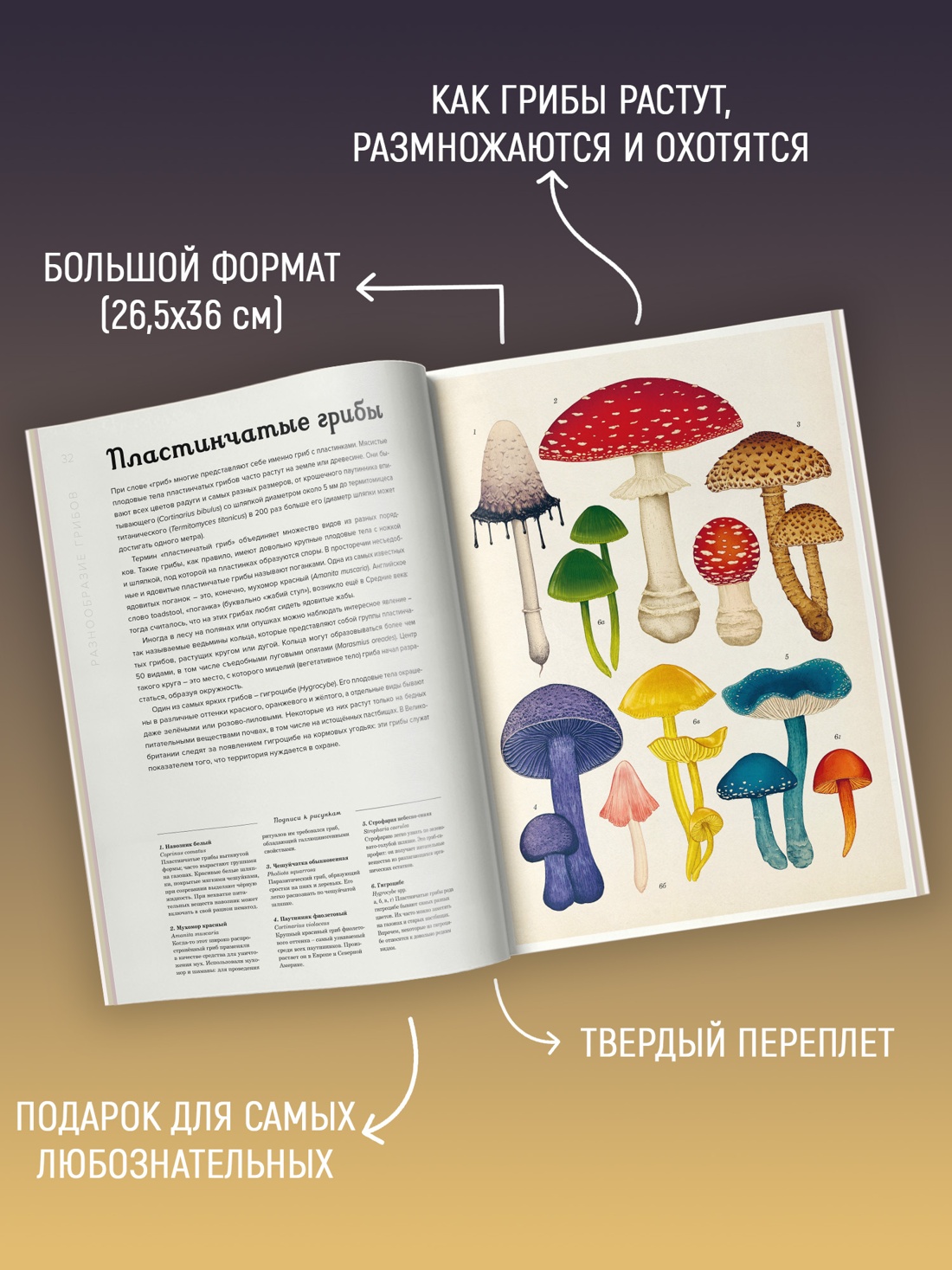 Промо материал к книге "Грибариум" №1