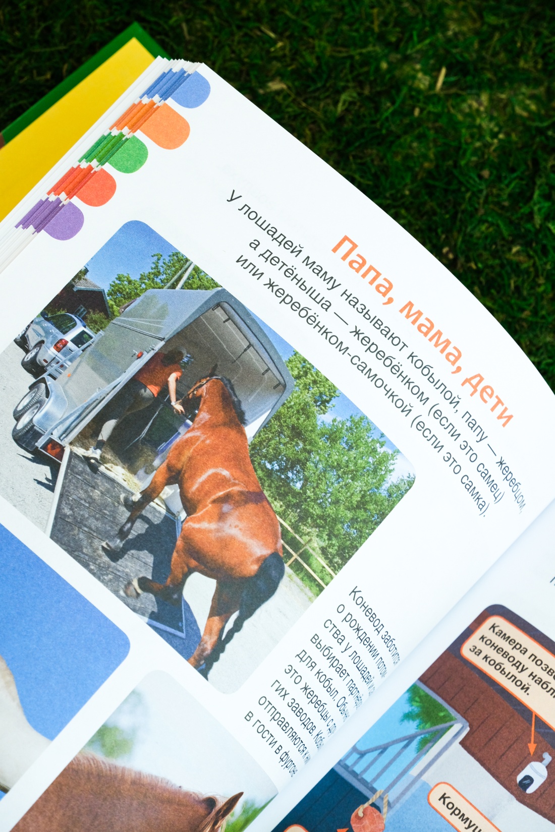 Промо материал к книге "Лошади" №9