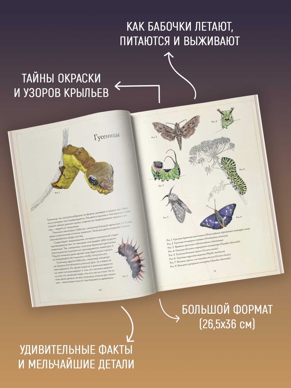 Промо материал к книге "Загадочный мир бабочек" №1