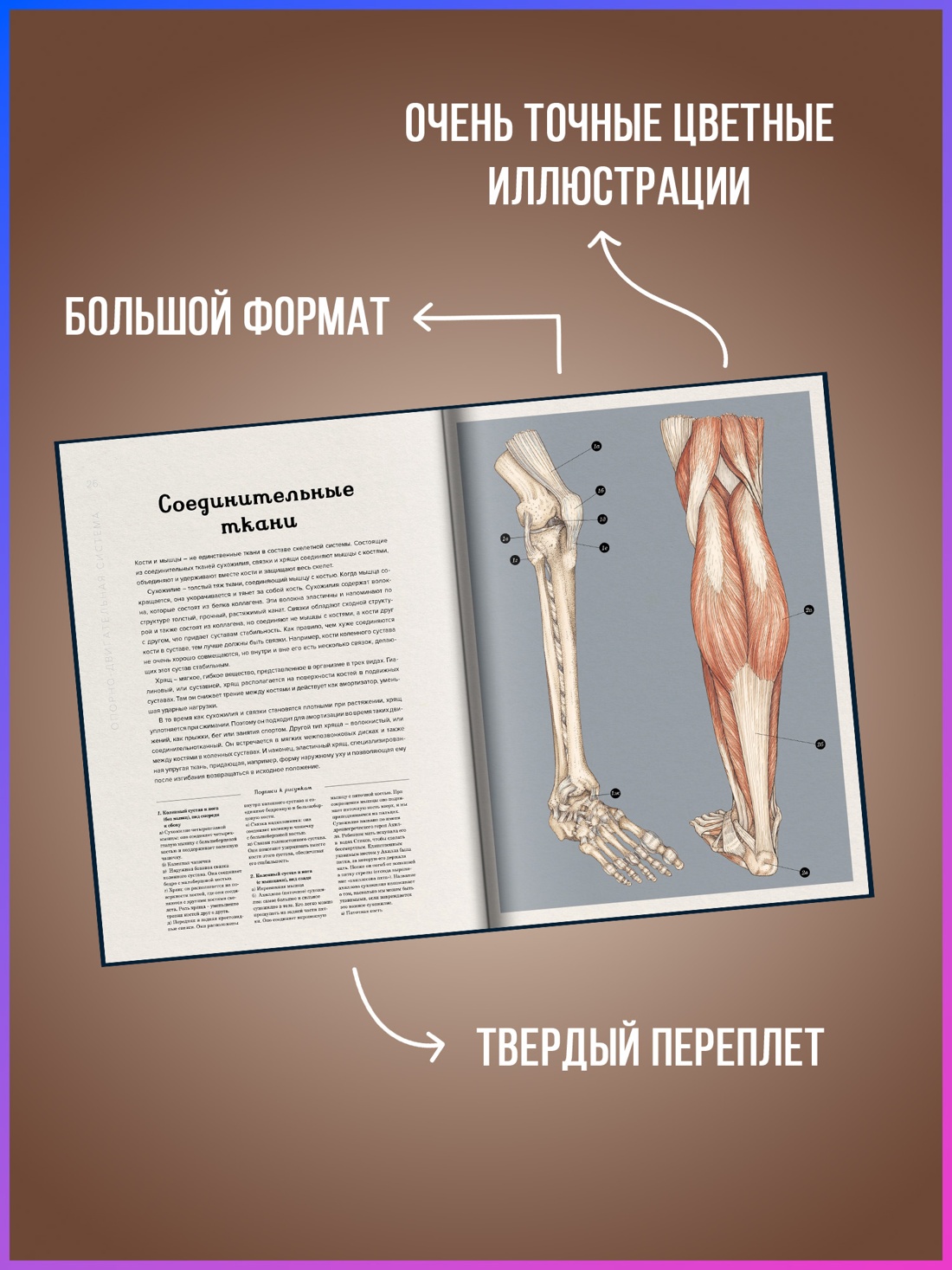 Промо материал к книге "Анатомикум" №1