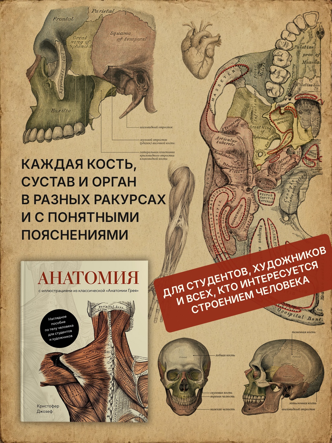 Промо материал к книге "Анатомия" №1
