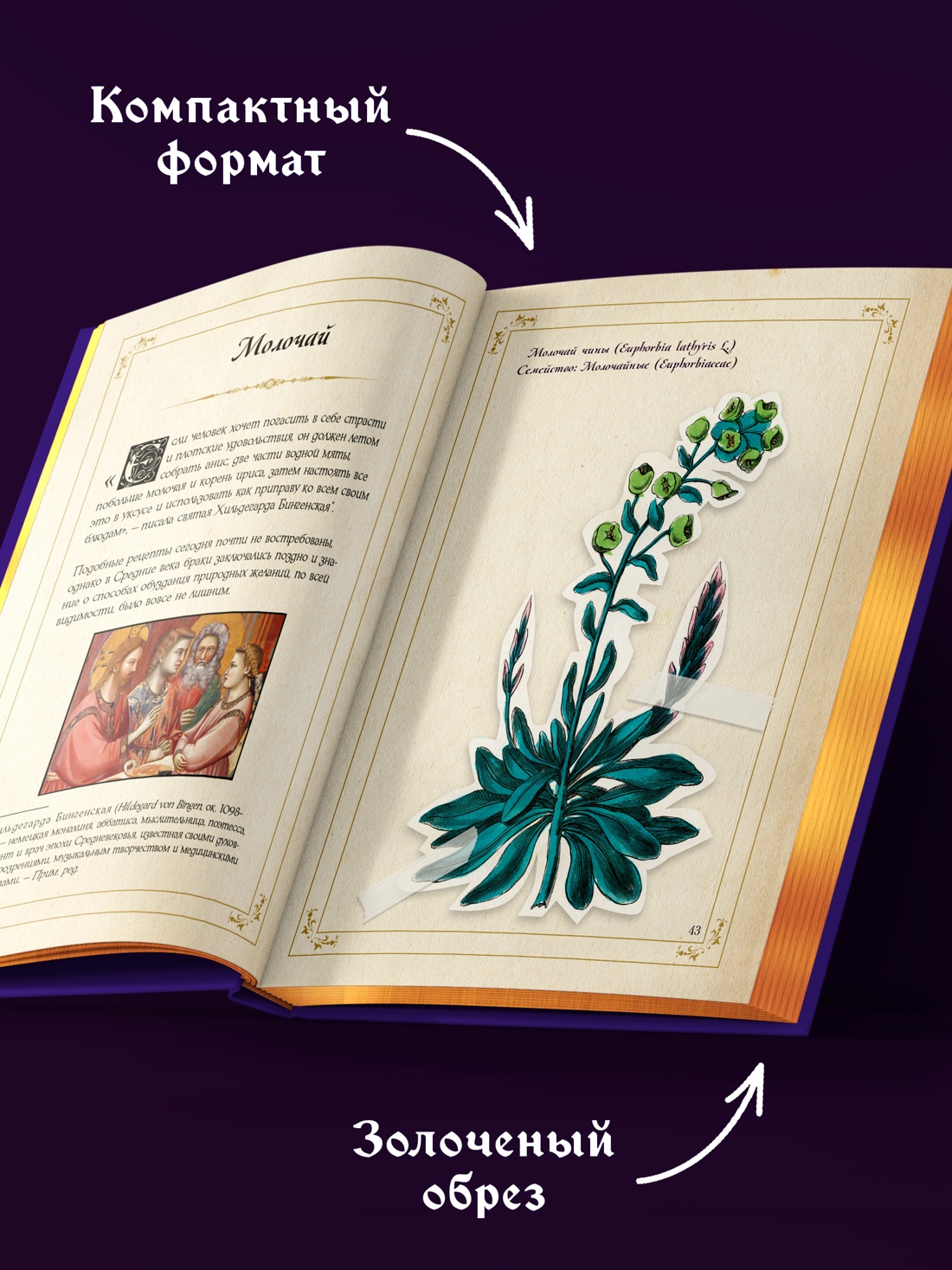 Промо материал к книге "Маленький гримуар ведьмы. Зелья и волшебные травы" №3