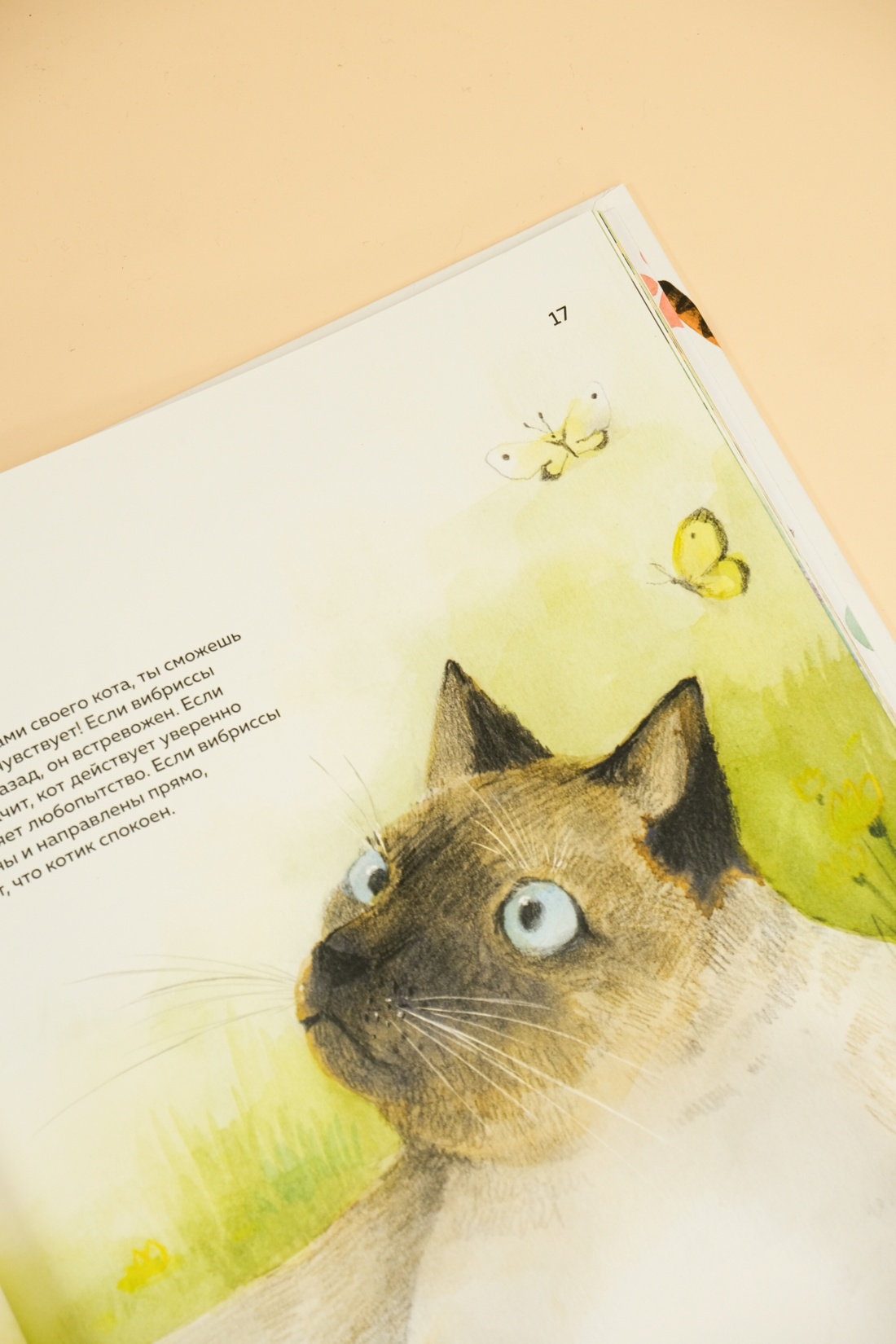 Промо материал к книге "Невероятные коты. Всё, что нужно знать о любимых питомцах" №3