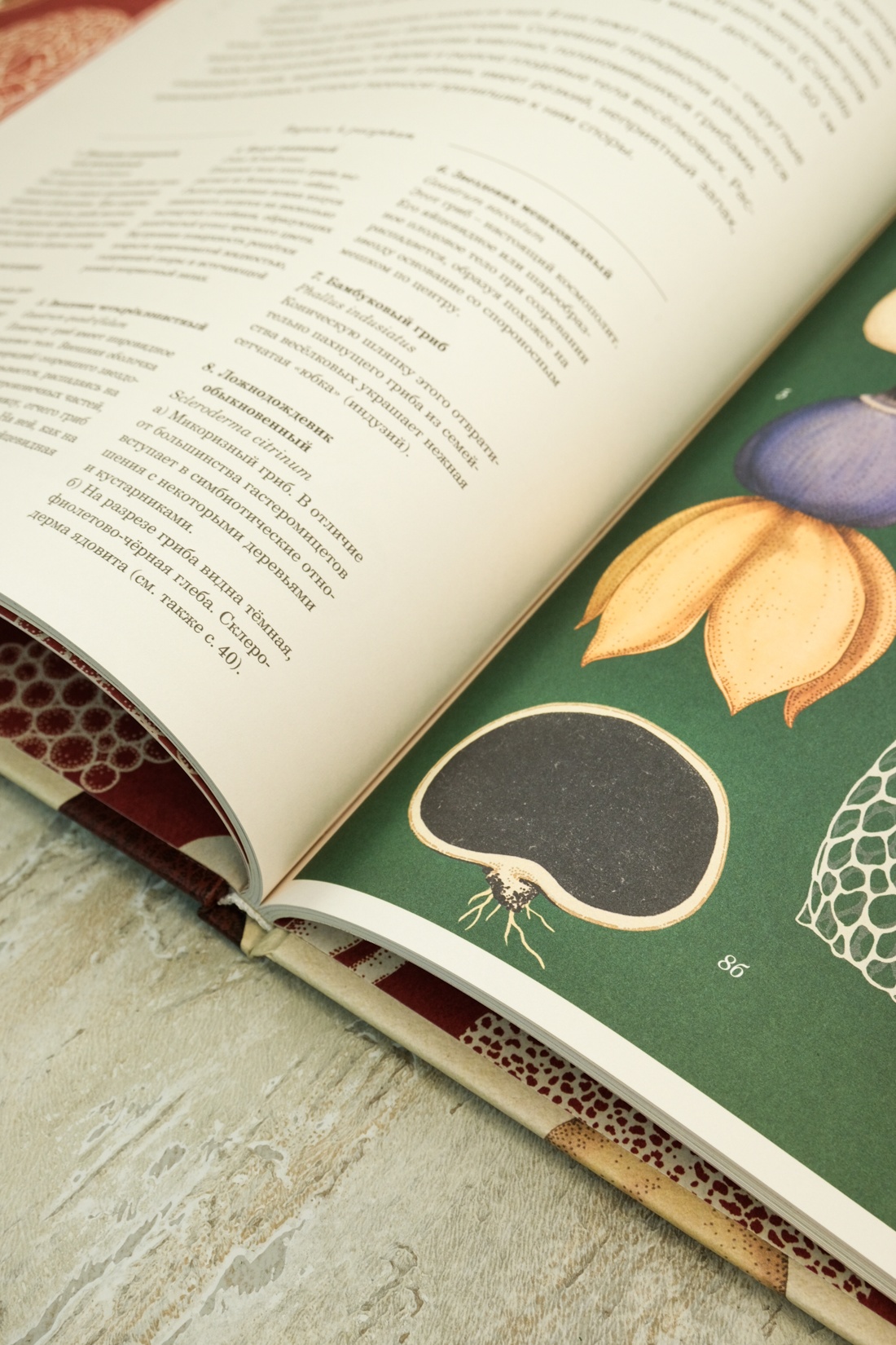 Промо материал к книге "Грибариум" №1
