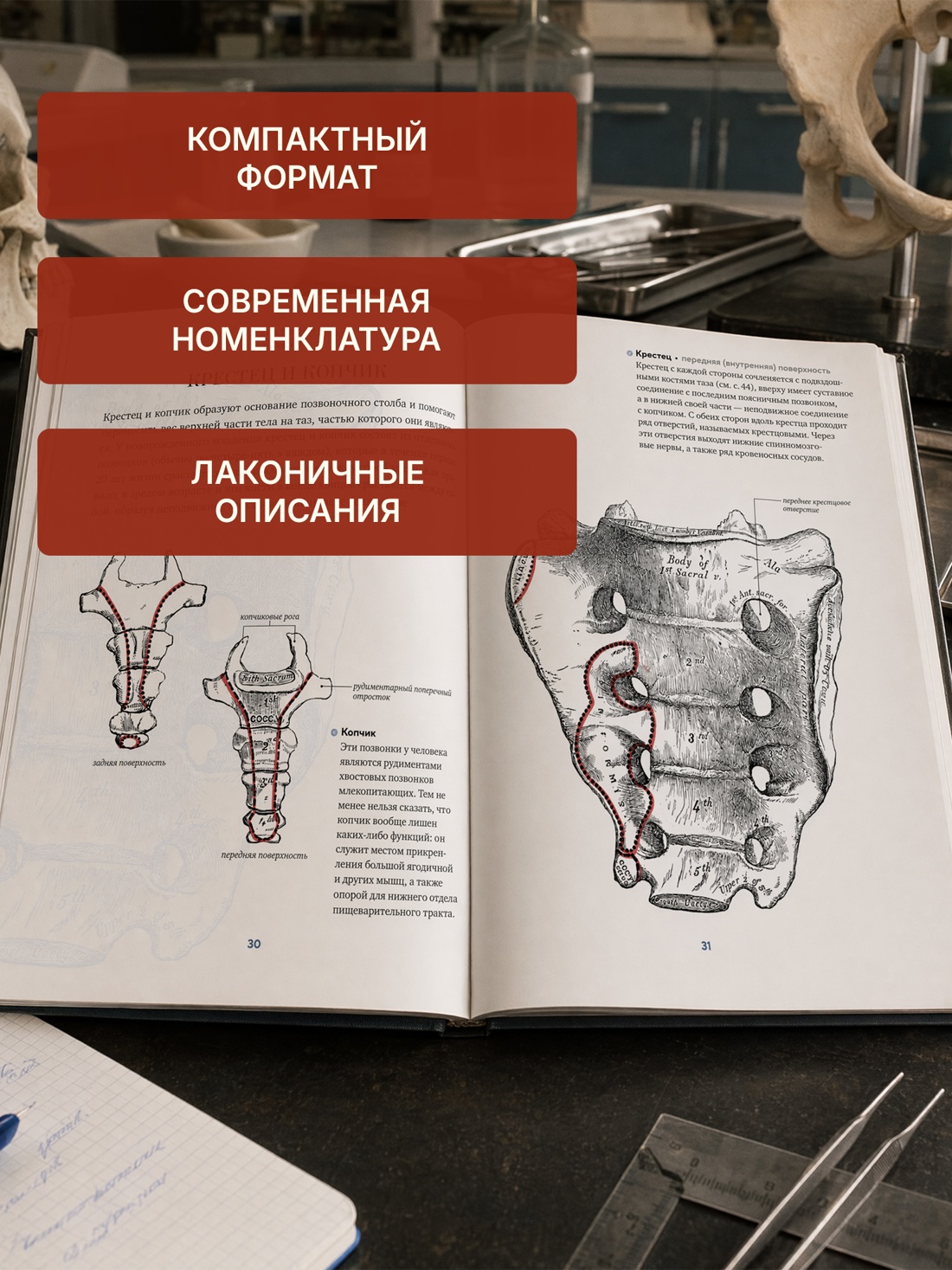 Промо материал к книге "Анатомия" №2