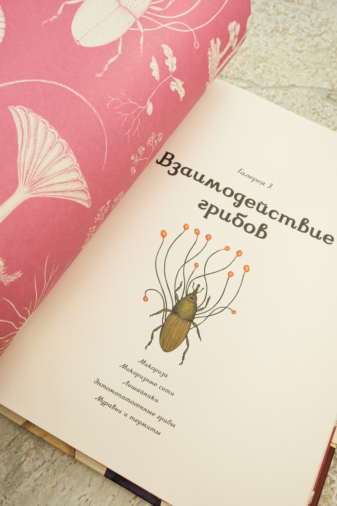 Промо материал к книге "Грибариум" №4