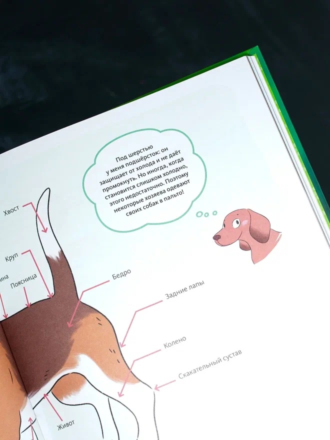 Промо материал к книге "Я и моя собака. Как понять питомца и стать ему другом" №8