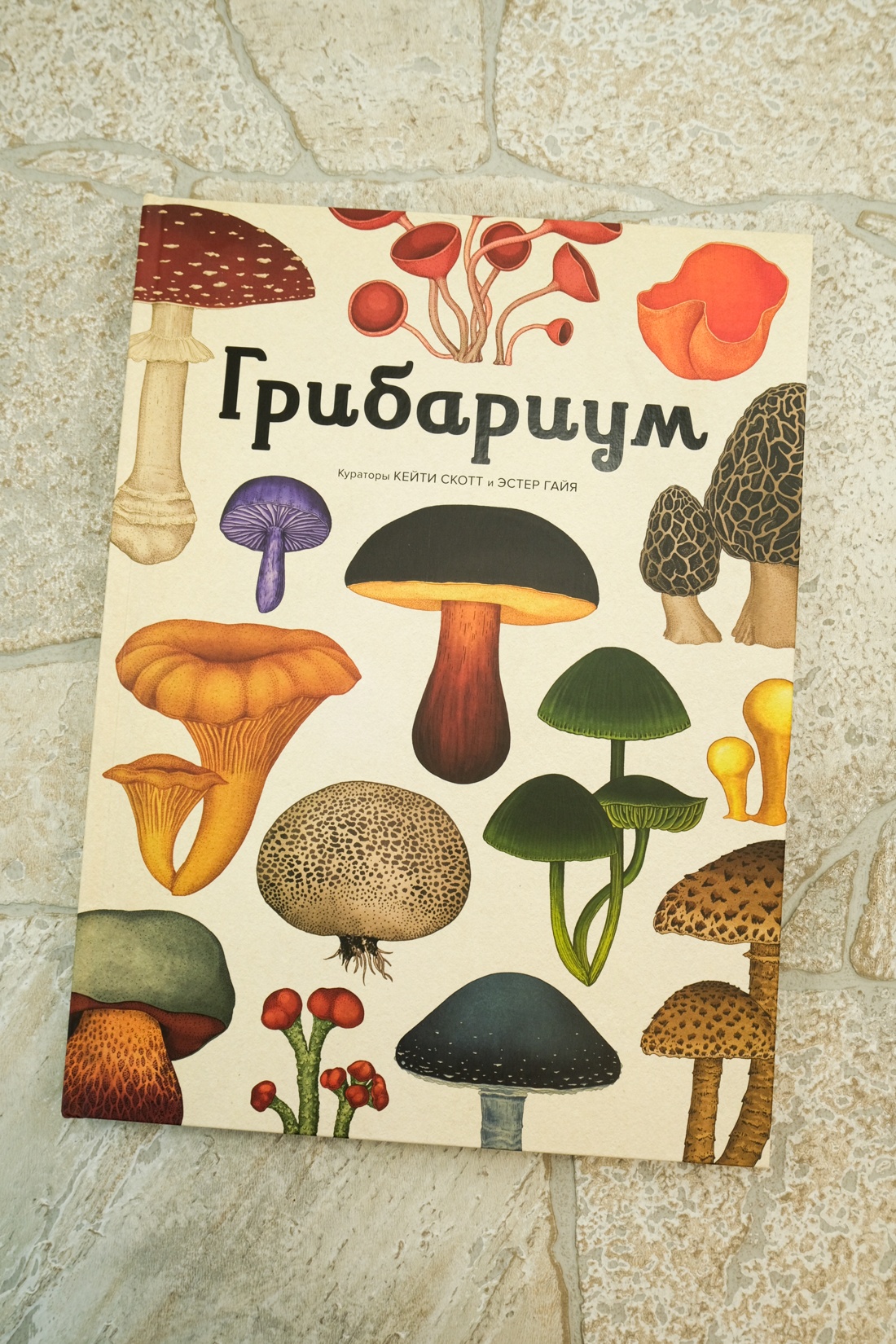 Промо материал к книге "Грибариум" №0